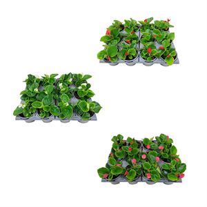 Afbeelding van Begonia P9 Divers